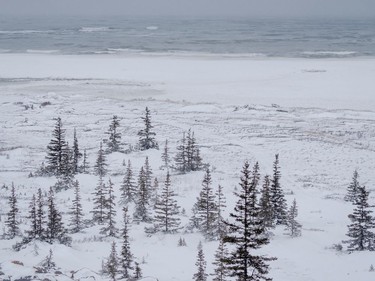 Hudson Bay begins to freeze near the community of Churchill, Man., on Nov. 22, 2021.