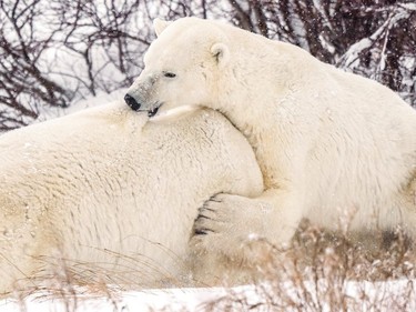 Polar bears spar near the Hudson Bay community of Churchill, Man., on Nov. 20, 2021.