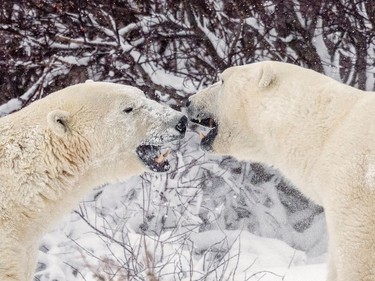Polar bears spar near the Hudson Bay community of Churchill, Man., on Nov. 20, 2021.