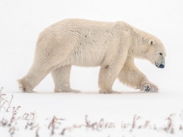 A polar bear seeks shelter from the looming blizzard near the Hudson Bay community of Churchill, Man., on Nov. 20, 2021.