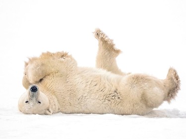 A polar bear is pictured after sparring with another bear near the Hudson Bay community of Churchill, Man., on Nov. 20, 2021.