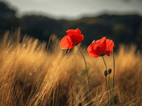 A pair of poppies in a field