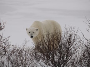 One of the polar bears observed during a media event aboard Frontiers North Adventures Tundra Buggy in Churchill, Man., on Nov. 20, 2021.