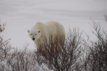 One of the polar bears observed during a media event aboard Frontiers North Adventures Tundra Buggy in Churchill, Man., on Nov. 20, 2021.