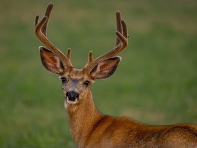 A mule deer buck