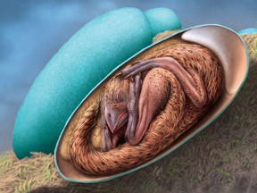 Drawing by Julius Csotonyi shows a life reconstruction of a close-to-hatching oviraptorosaur embryo based on the new specimen "Baby Yingliang," in this handout image obtained by Reuters on Dec. 22, 2021.