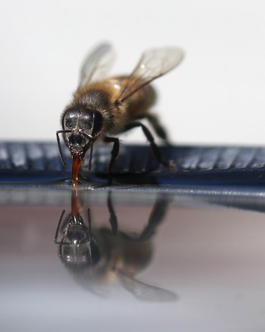 A bee is reflected in water in Winnipeg on August 11. Chris Procaylo/Winnipeg Sun