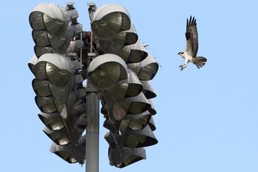 An osprey comes in for a landing on a nest atop stadium lights at the University of Manitoba soccer field in Winnipeg, where the Winnipeg Blue Bombers were practicing on Tues., Aug. 25, 2021. KEVIN KING/Winnipeg Sun/Postmedia Network