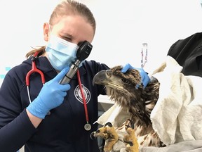 A veterinarian tends to one of Wildlife Haven Rehabilitation Centre's injured patients. Located in Île des Chênes, Man., Wildlife Haven has seen a 21% increase in patients coming through their doors this year as compared to last year. Already this year, they have treated 3,077 injured wild animals, ranging from a red-tailed hawk to a bald eagle. Forty-nine of the patients are in care currently and many of those will be long-term patients who will require to stay with them all winter. Wildlife Haven is running a fundraising campaign called See Me Wild, highlighting the stories of 14 of their long-term patients in a catalogue.