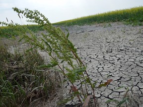 Extremely dry and cracked soil can be seen in a canola field near Ile des Chenes, south of Winnipeg, in this photo taken in July 2021. Drought conditions plagued Manitoba farmers for much of last year’s growing season.