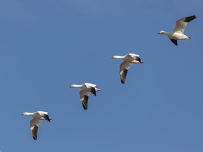 A snow goose is one of the birds with a confirmed case of avian flu in Manitoba.