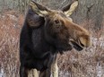 close up of a a moose