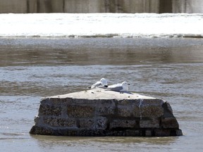 Gulls sit in the sun at The Forks in Winnipeg on Monday, April 11, 2022.