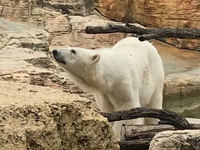 Agee, a 26-year-old polar bear, is now making her home at the Assiniboine Park Zoo. Handout photo