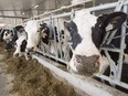 Dairy cows are pictured in an undated file photo.