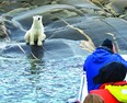 Lazy Bear Expeditions offers up-close wildlife encounters that are truly a once-in-a-lifetime adventure. The memorable excursions take explorers to the very heart of polar bear country, in Churchill, Manitoba.  SUPPLIED