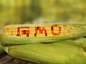Genetically modified food has improved crops like corn.