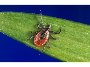 This undated photo provided by the U.S. Centers for Disease Control and Prevention shows a blacklegged tick - also known as a deer tick.