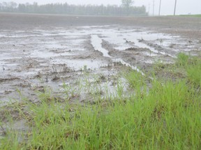 A saturated farmer's field is seen near Ile Des Chenes, south of Winnipeg, on Monday, May 30, 2022. Winnipeg Sun file
