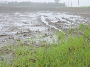 A saturated farmer's field is seen near Île Des Chênes, south of Winnipeg, Monday. With more wet weather predicted for southern Manitoba on Monday and Tuesday, some are concerned about when farmers will be able to get their crops in the ground this growing season.