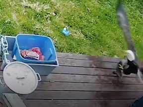 A Yorkie made a miraculous escape from the clutches of a bald eagle in B.C. and part of it was captured on video. Coco, an 8-month-old, was scooped up by a bald eagle outside her home in Metlakatla, B.C., on June 16, according to PEOPLE.