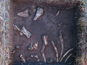 Tools made from modified bison ribs found near Melita in 2020, as part of a multi-year archeological investigation, are seen in this photo. Alicia Gooden/Brandon University