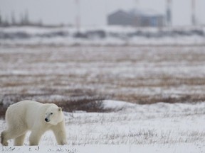 A polar bear is seen walking along the road in Churchill, Man. Sunday, Nov. 8, 2009. Climate change and human impacts on the land are behind a growing number of encounters between people and polar bears around the Arctic, new research concludes.
