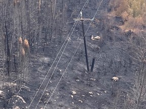 Photos of fire-damaged poles near Pukatawagan, Man. Manitoba Hydro is shipping two large industrial generators by rail to Pukatawagan to allow residents, evacuated in mid-July because of forest fires, to return home safely as work to replace about 80 fire-damaged poles begins.