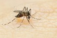 tiger mosquito