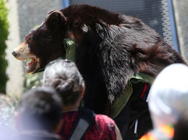 A dancer wearing a bear skin at a powwow at The Forks in Winnipeg on Friday, July 1, 2022.