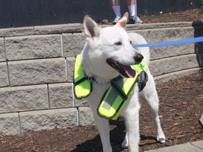 Winnipeg Sign Lit At Forks To Mark Drowning Rescue Week Wearing His Bright Yellow High-Visibility Dog Life Vest, Seven-Year-Old Hudson Participates As Members Of The Lifesaving Society Manitoba, Gathering With Groups Involved In Aquatics In Manitoba, Such As Sunday, July 17, Swim School And Swimming Club In 2022. The Winnipeg Sign On The Forks, Which Will Be Lit At Lifesaving Society Manitoba Blue To Mark The Start Of National Drowning Rescue Week, Which Begins Sunday And Runs Through Saturday, July 23.