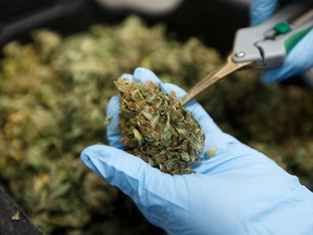 A worker trims cannabis buds at a facility in Alberta.