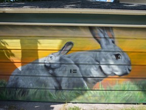 Winnipeg artist Nereo Zorro is working on a new art project as he tries to use art and murals to bring a little more brightness and color to Winnipeg's back streets. He recently completed this rabbit mural on a garage door on a property located on Westminster Avenue.