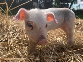Winnipeg Humane Society is reminding residents of the importance in responsibly rehoming animals they can no longer keep, especially when it comes to animals currently illegal within city limits. The reminder comes after an juvenile female piglet was found late last month, abandoned in a dog kennel at Kilcona dog park in Winnipeg.
