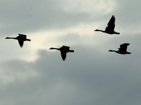 Fall is just around the corner and soon we'll see flocks of geese in the air over the city.