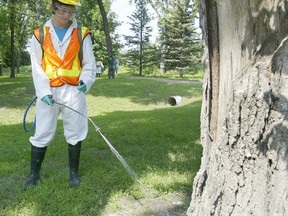 A pesticide applicator sprays a tree as part of the City's fight against Elm Bark Beetles.