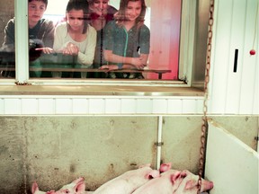 A group of students watches the pigs through one of four display windows at the Bruce D. Campbell Farm and Food Discovery Centre, located 15 minutes south of Winnipeg.