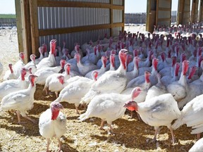 FOR NEIGHBOURS OCT. 4, 2012: Turkies at Darrel Winter and Corinne Dahm's free-range turkey farm in Dalemead, 20 minutes south of Calgary. Photo by Julie Van Rosendaal for Neighbours. (FOR STORY BY JULIE VAN ROSENDAAL FOR NEIGHBOURS: DINING IN FOR OCT. 4, 2012.)