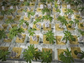 Cannabis cuttings are photographed at the CannTrust Niagara Greenhouse Facility during the grand opening event in Fenwick, Ont., on Tuesday, June 26, 2018.