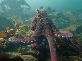 A giant Pacific octopus advances toward Vancouver diver Andrea Humphreys as a friend watches in the waters off Campbell River, B.C., in an Oct. 15, 2022 handout photo.