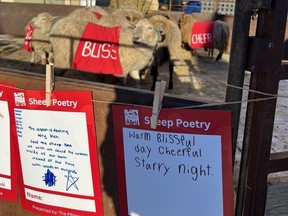 Sheep roam their pen with festive winter words painted on the sheep's red cloaks. Sheep Poetry was part of Holiday Alley, a festival of art, sound, light, creativity and culture in downtown Selkirk on Saturday, Nov. 26, 2022.