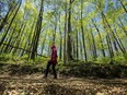 A hiker passes through along a trail amidst a grove of poplar trees at the Rouge Urban National Park, in Toronto, June 15, 2021.