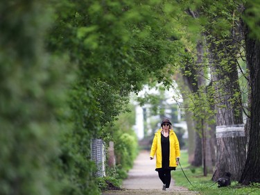 A woman wearing a raincoat walks a dog on Cathedral Avenue in Winnipeg on Mon., May 30, 2022.