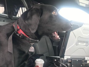 Fitz, a 70 lb black Lab, rides in a Winnipeg Police cruiser on his way home after the 2019 BMW he was in was allegedly stolen early Saturday, Dec. 17, 2022, from Old Tuxedo area of Winnipeg. The car was recovered in the St. James Industrial area three and a half hours after it was reported stolen and after police tweeted about Fitz and the car being missing.