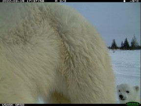 Polar Bear Selfies