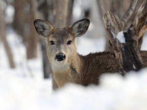 A white-tailed deer peeks out from the trees at Assiniboine Park in Winnipeg on Thursday, March 10, 2022.