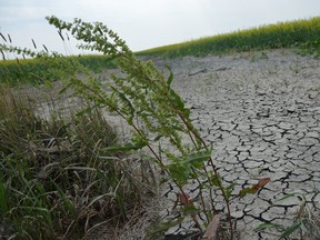 Extremely dry and cracked soil can be seen in a canola field near Ile des Chenes, south of Winnipeg in July 2021, when much of the province was dealing with severe drought conditions.
