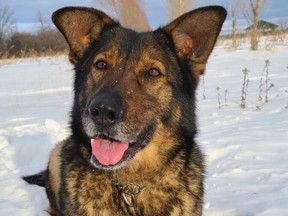 RCMP Police Service Dog Hannie assisted in the arrest on March 8, 2023, of a suspect believed connected to a series of property break-ins in the RM of Reynolds in Manitoba. A 41-year-olld man faces a number of charges including seven counts of break and enter.