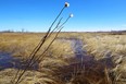 Early season growth at the Transcona Community Bioreserve in east Winnipeg on Sun., April 16, 2023. Winnipeg is considering signing biodiversity agreement known as the Montreal Pledge.