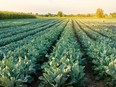 A broccoli plantation.